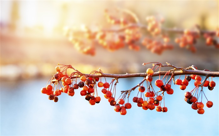 Julho de 2018, Flor, Plantas, Natureza, Fotografia Visualizações:24867