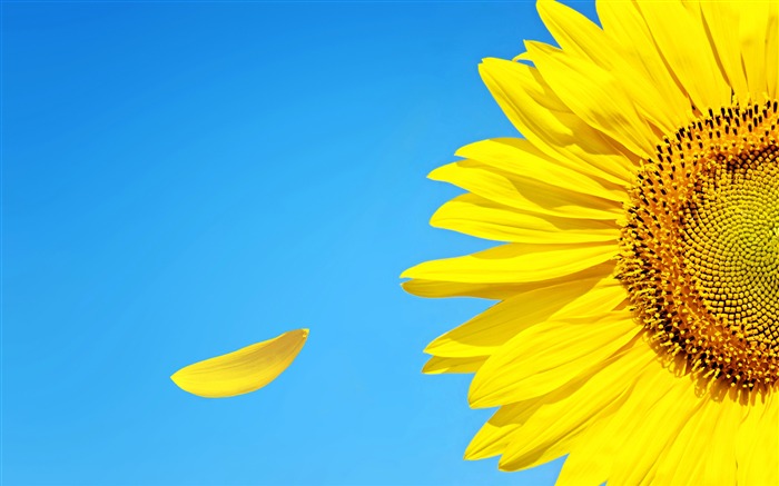 Blue Sky Yellow Sunflower HD Closeup Views:15294 Date:2018/8/21 8:06:19