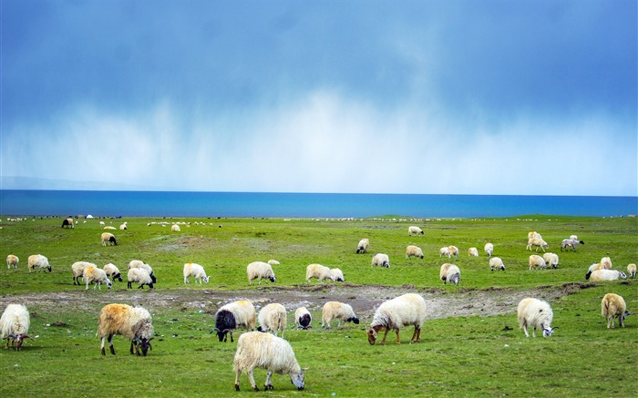 China, Qinghai, lago, gramado, sheep, natureza, paisagem Visualizações:13692