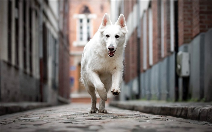 Ciudad, Calle, Perro blanco, Mascota, Animal, Primer plano Vistas:8241