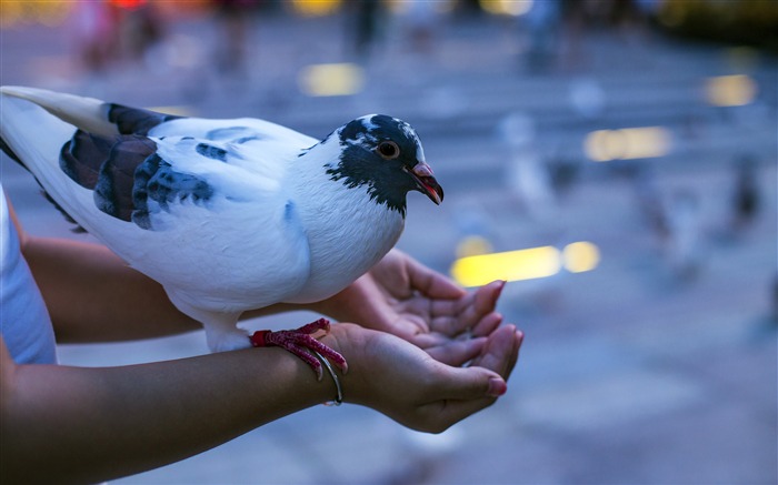 Plaza de la ciudad, lindo, paloma, pájaro, foto Vistas:6867