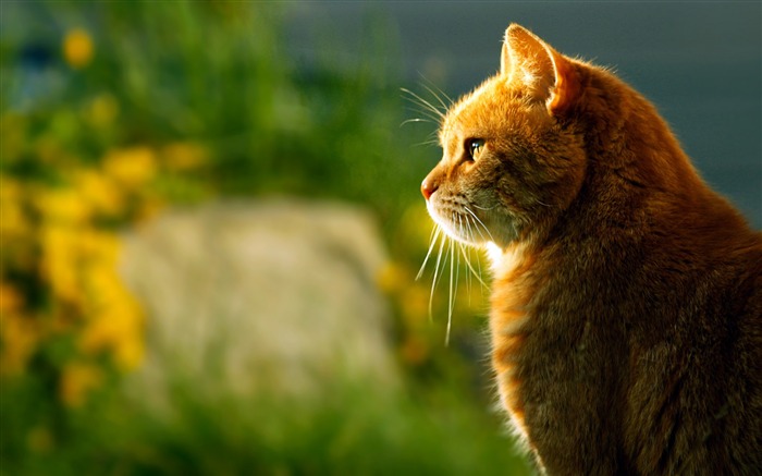 Lindo, mascota, gato amarillo, puesta de sol, primer plano Vistas:15495