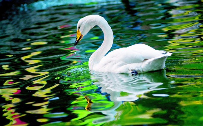 Verde, lago, cisne blanco, 4K, HD, Foto Vistas:11599