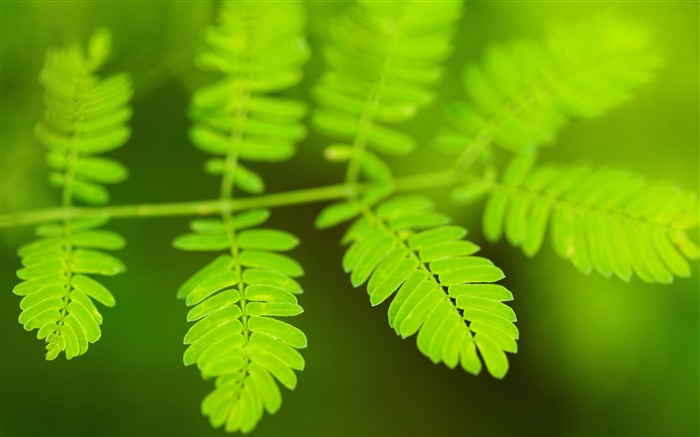 绿色，蕨类植物，叶，植物，HD，特写 浏览:7346