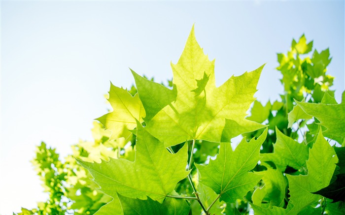 Fresco, verde, natureza, planta, folha, foto Visualizações:21858