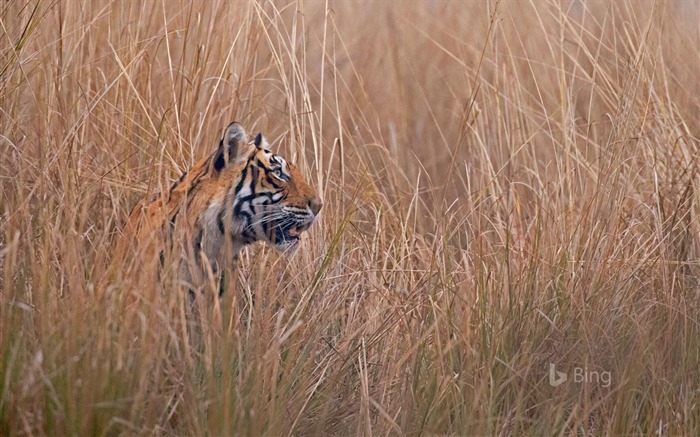 Índia, Ranthambore, parque nacional, tigre, 2018, Bing Visualizações:6782