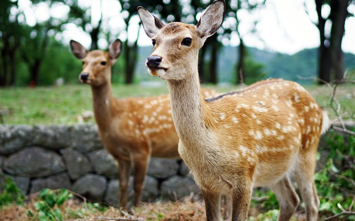 Japón, ciervos, césped del Parque Nara, animal del mundo Vistas:13855