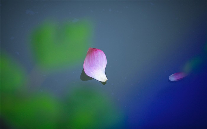 Lago, cayendo, Lotus, pétalos, HD, Closeup Vistas:9239