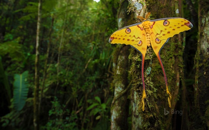 Madagascar, Ranomafana, Parque Nacional, 2018, Bing Visualizações:6818