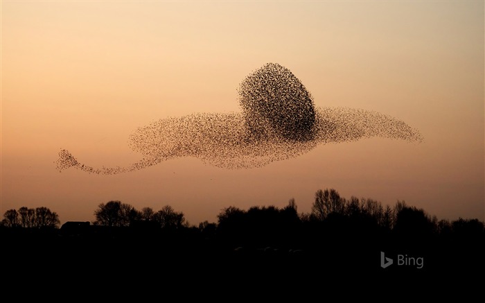 Países Baixos, Gelderland, Bird, Flying, Sunset, 2018, Bing Visualizações:6407