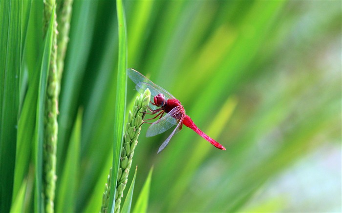 Rojo, Libélula, Verde, Arroz, Bokeh, HD Vistas:7736