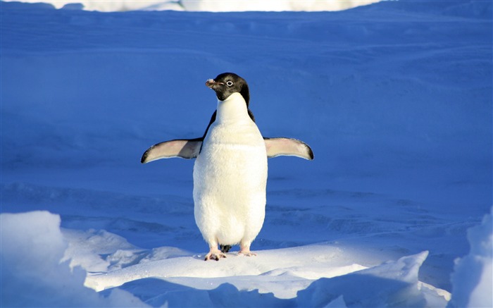 Verano, antártico, glaciar, ocaso, lindo, pingüino Vistas:8717