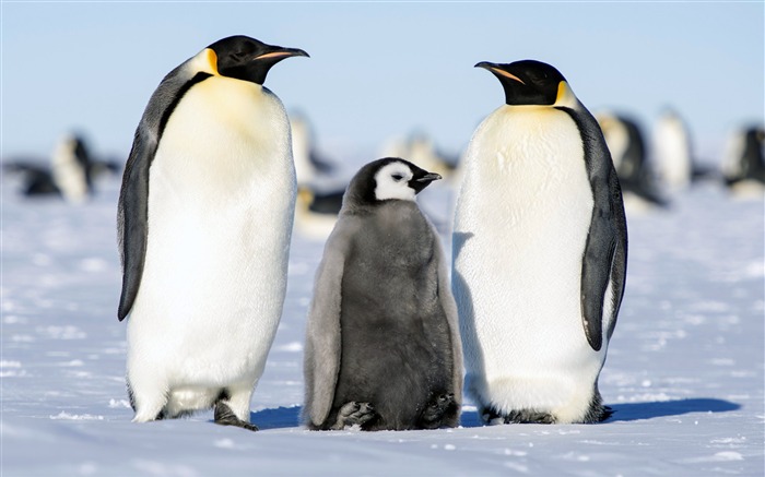 Verano, Antártica, Pingüino, Animal, HD, Foto Vistas:7753