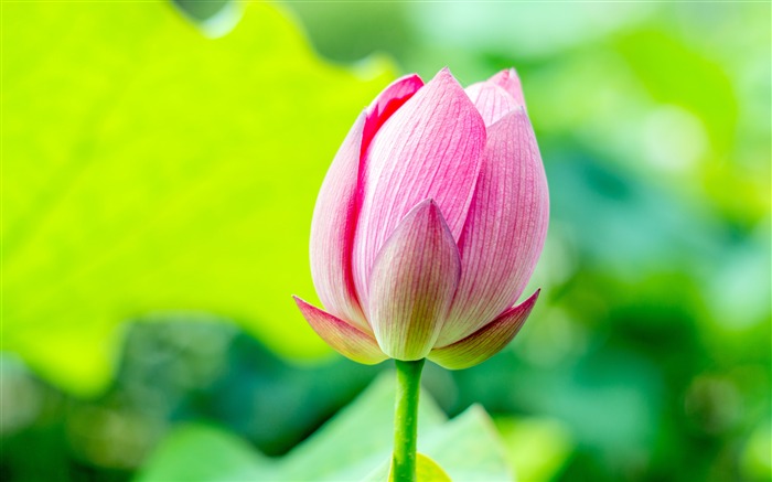 Summer pink lotus dreamy background Views:7892 Date:2018/8/21 8:54:24