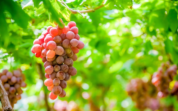 Summer purple grapes ripe harvest sunshine Views:7282 Date:2018/8/17 1:37:50