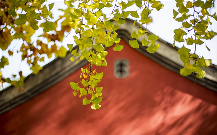 Temple, haut mur, doré, feuilles de ginkgo, lumière du soleil Vues:5781