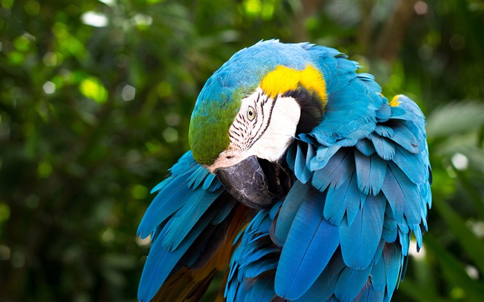 Tropical, selva tropical, lindo, animal, loro azul Vistas:14107