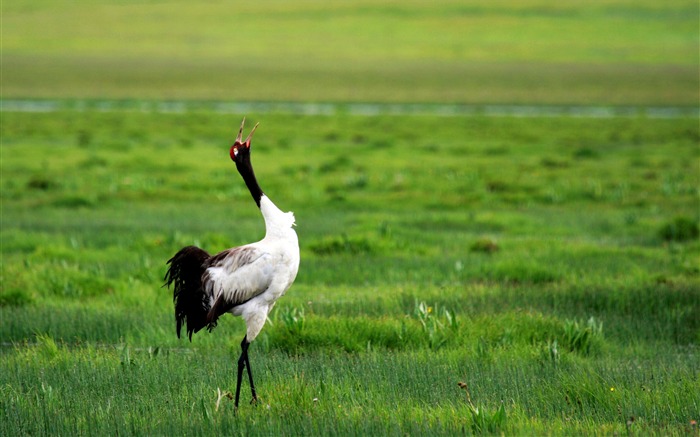 Grúa blanca, coronada, noreste, Wetland Park, China Vistas:8067