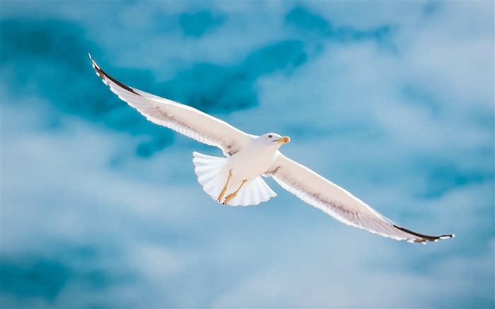 Gaviota blanca, cielo azul, hover, pájaro, animal Vistas:11710