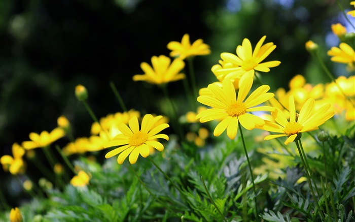 Yellow wild chrysanthemum bloom photo Views:7944 Date:2018/8/21 7:59:22