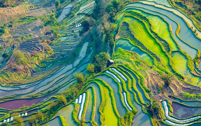 Yunnan, Yuanyang, terraza, paisaje, fotografía aérea Vistas:8415