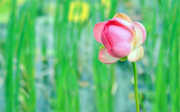 Autumn pink blooms lotus green bokeh Views:7002 Date:2018/9/25 8:00:44