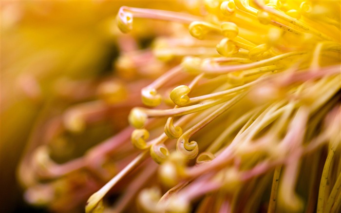 Setembro, 2018, natureza, flor, planta, foto Visualizações:18890