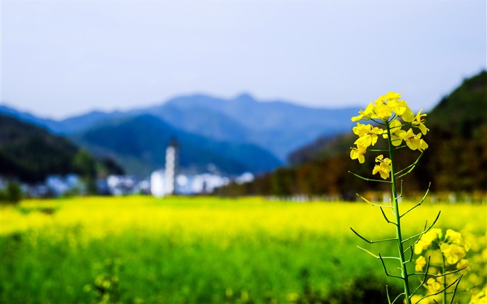 China, Jiangnan, primavera, flor de la violación, fotografía Vistas:8792