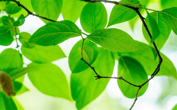 Fresh green leaves sunny jungle closeup Views:6477 Date:2018/9/25 7:53:26