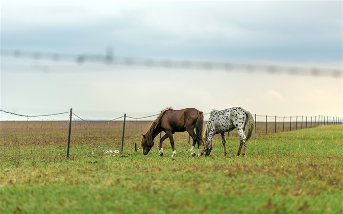 Mongolia Interior, Pradera Hulunbeier, Río, Caballo Salvaje Vistas:7307