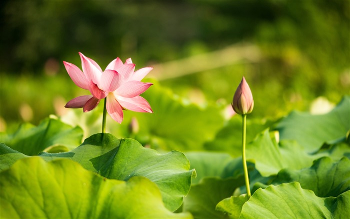 Pond pink bloom lotus green leaf Views:6645 Date:2018/9/25 7:35:04