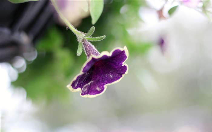 Purple, Morning Glory, Bloom, Closeup, Photo Vues:6194