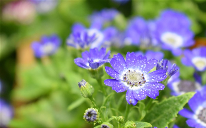 Agosto, 2018, linda, natureza, flor, HD, foto Visualizações:23386