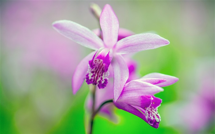 Violet, orchidée, fleur, gros plan, bokeh Vues:6997