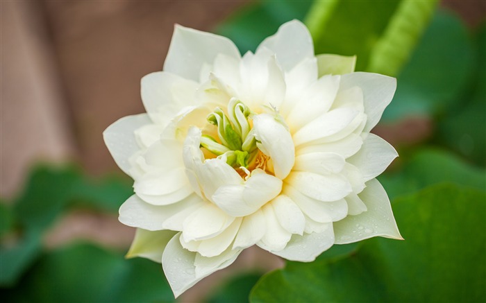 Summer bloom white lotus green leaves Views:6389 Date:2018/9/25 7:22:05