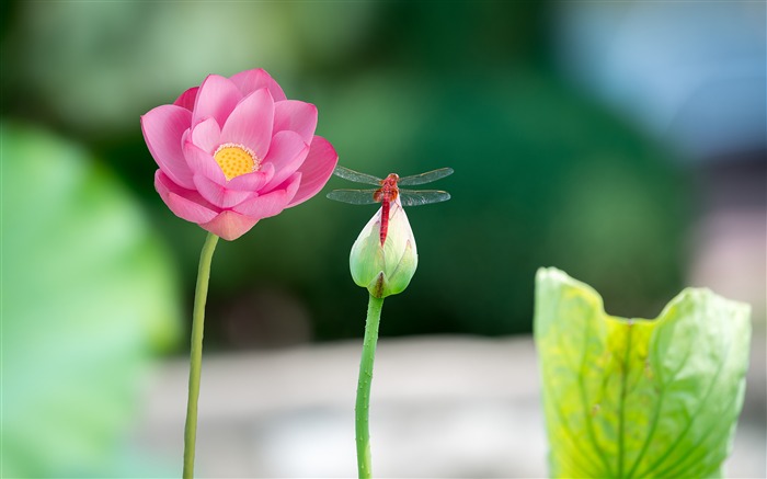 夏天，粉红色的莲花，绿叶，红蜻蜓 浏览:0