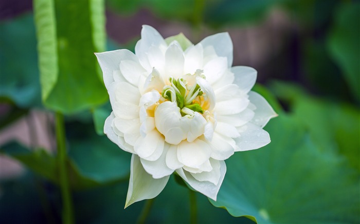 Été, pur, lotus blanc, feuilles vertes Vues:7592