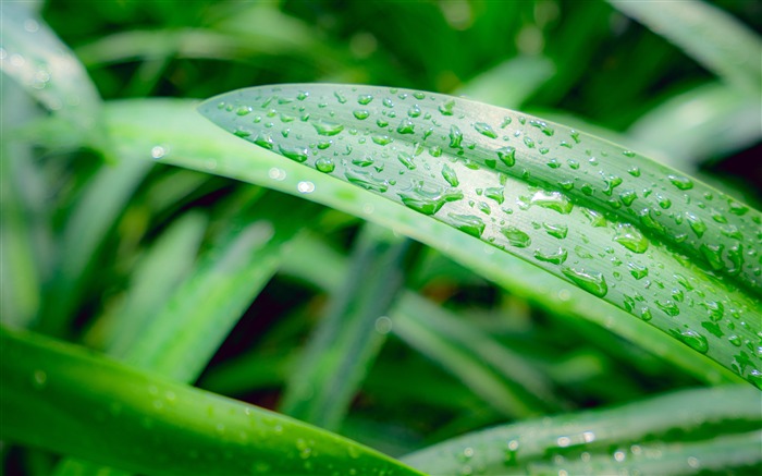 Summer rainy season grass leaves water drops Views:6975 Date:2018/9/25 7:41:14