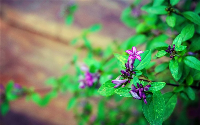 Montagne Taihang, Violet, Fleurs Lilas, Feuille Verte Vues:6996