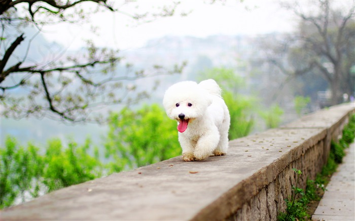 White cute puppy pet outdoor photo Views:7728 Date:2018/9/19 7:55:44