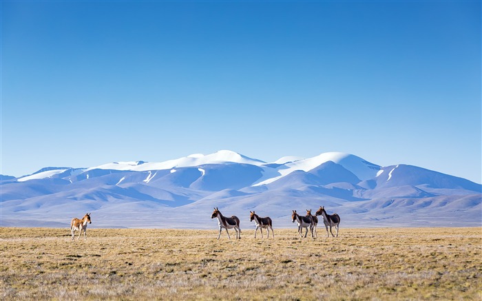 Vida selvagem, cavalos, qinghai-tibet, reserva natural Visualizações:8290