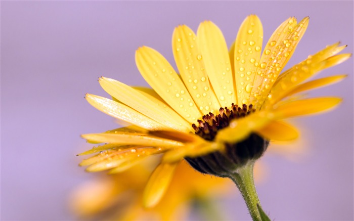 Jaune, Chrysanthème, Bloom, Gouttes, 4K, HD Vues:7568