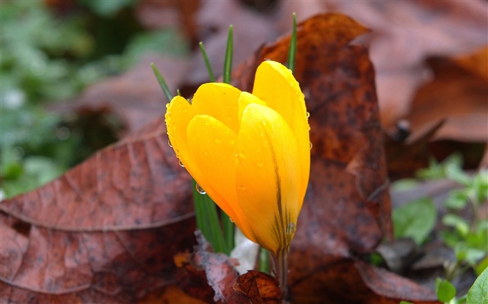 노란색, crocus, 물방울, 꽃, 잎, 근접 촬영 찾아보기 :6262