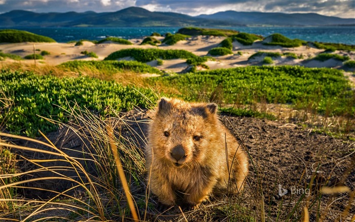 Australie, Tasmanie, Maria Island, Wombat, Bing, Ordinateur de bureau Vues:8770