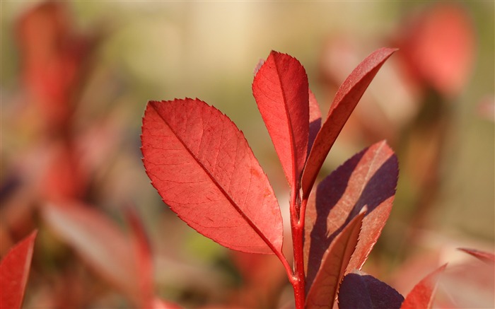 Autumn Red Leaves Macro Closeup Views:6211 Date:2018/10/29 10:58:33