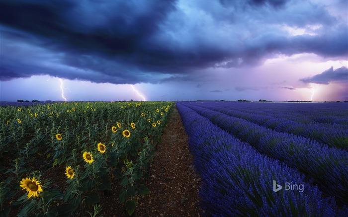 Francia, Lavanda, Girasol, 2018, Bing, Escritorio Vistas:7244