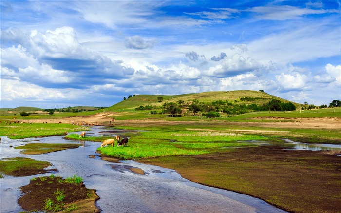 Prairie, vache, rivière, ciel bleu, nuages blancs Vues:8483