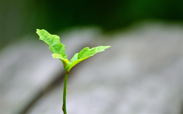 Green tree branch leaf growth plant Views:6840 Date:2018/10/29 11:05:49