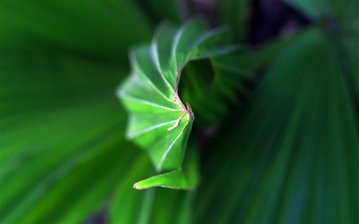 Verde, árvores, palma, folhas, planta, closeup Visualizações:5811