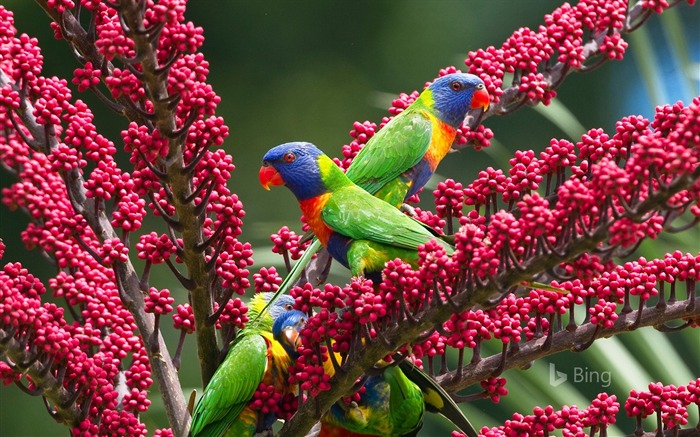 Arc-en-ciel, perroquet, atherton tableland, queensland Vues:6035